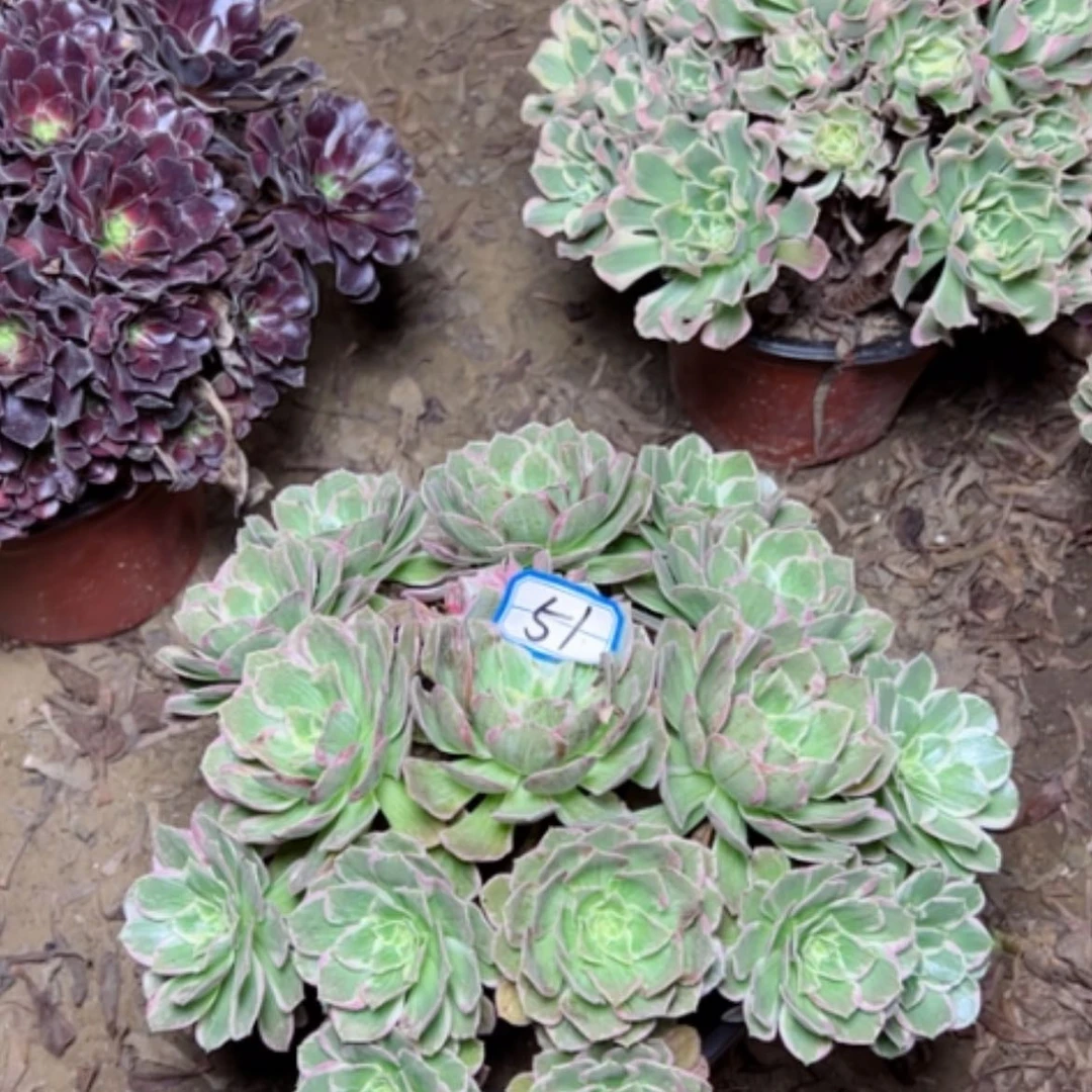 【闪购商品】万彩灯51