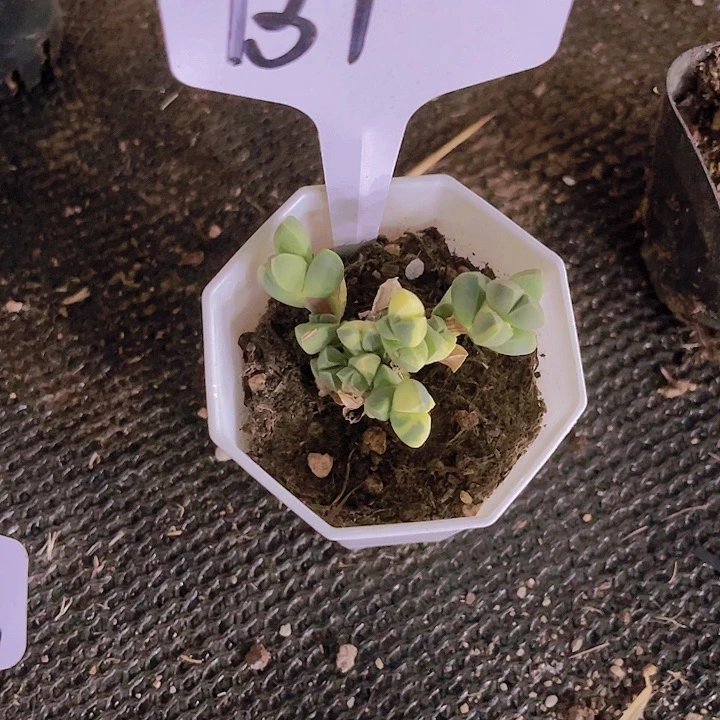 精品鹿角海堂锦B1号