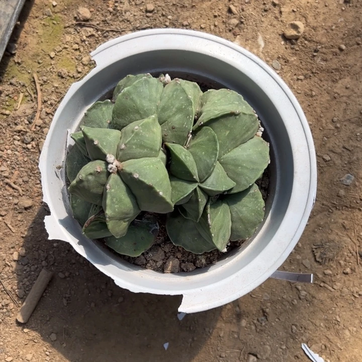 ****️吉祥如意的一天从