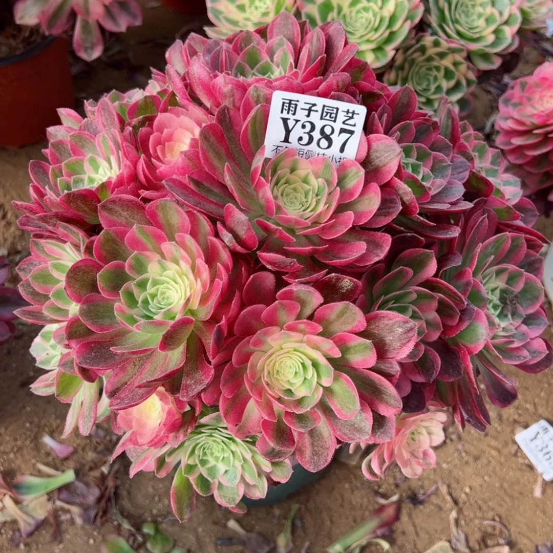 387海王尺寸30左右