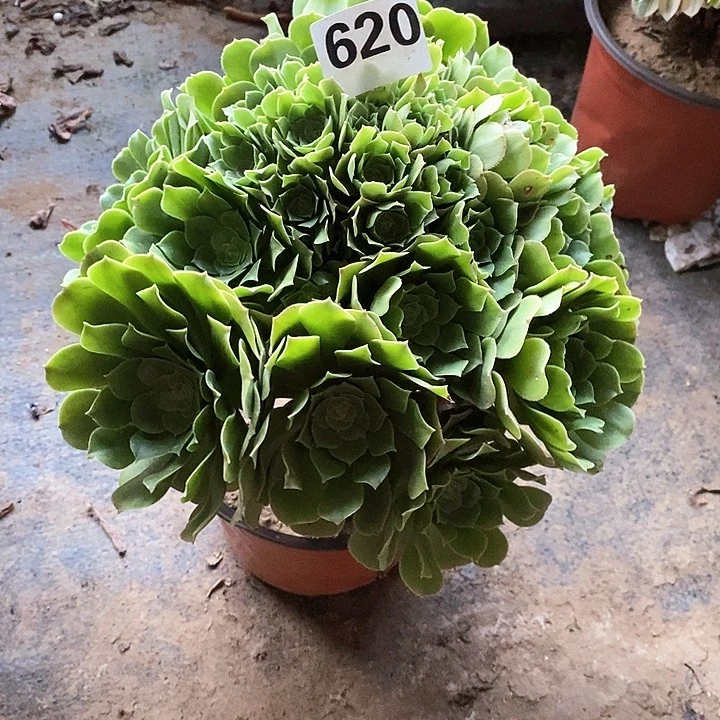 法师植物一物一拍，