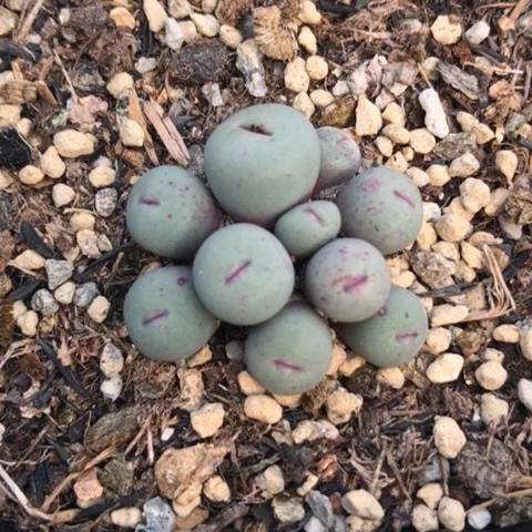 多肉肉锥 1380B红嘴