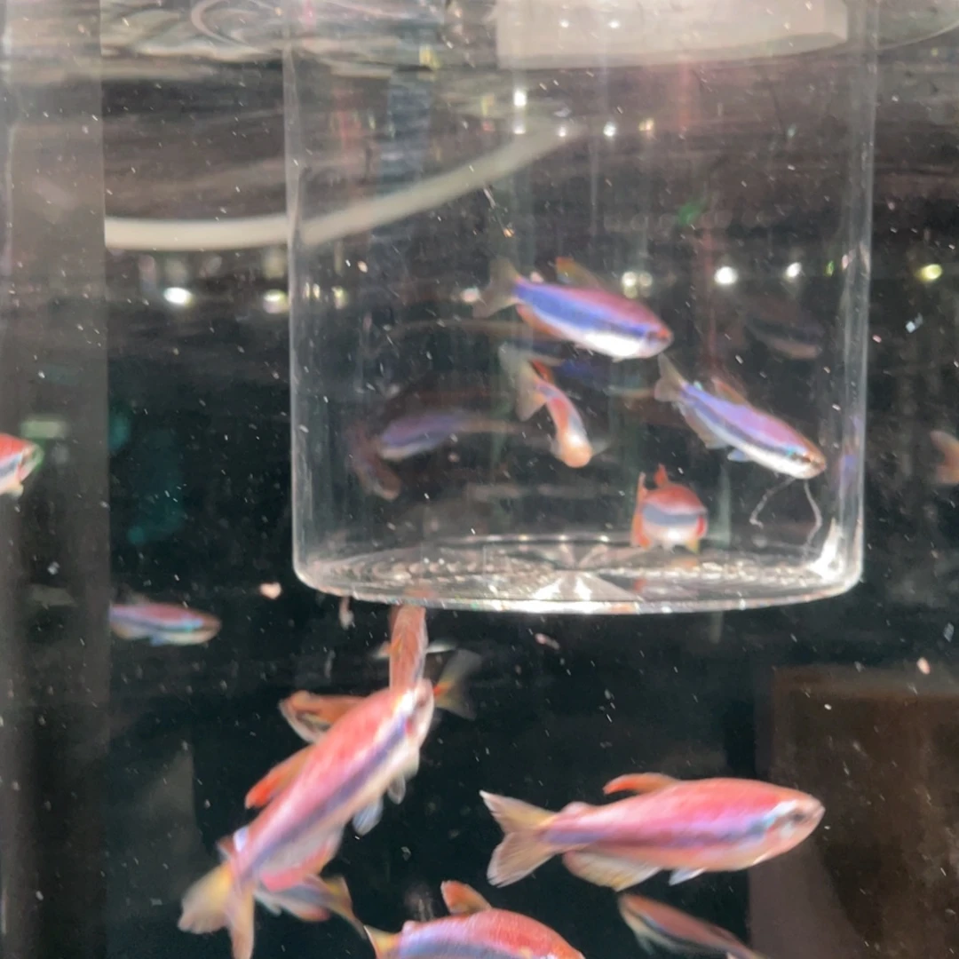海水鱼4皇后凯莉2极光梦幻