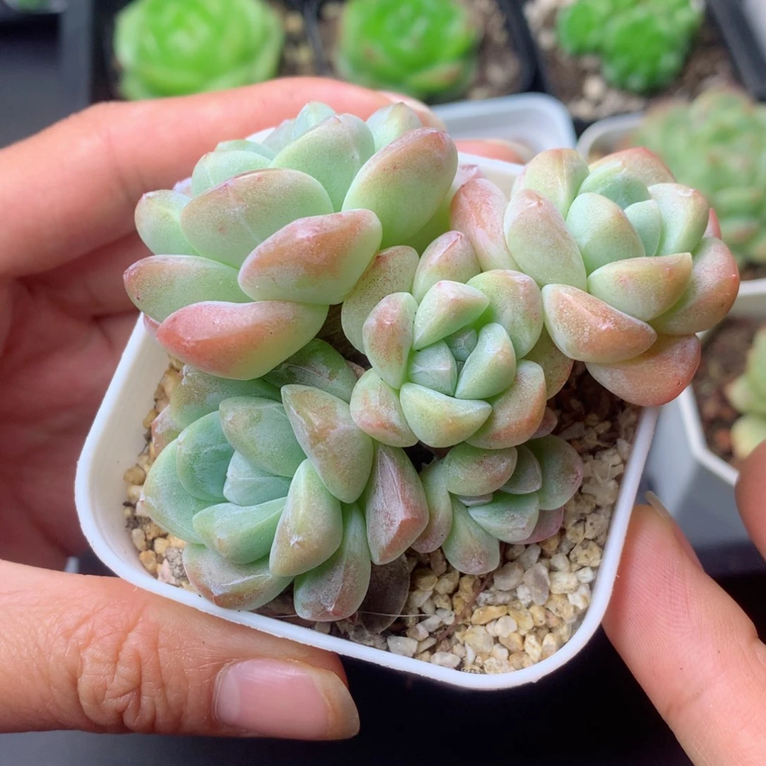 58包邮  群生不包整 6