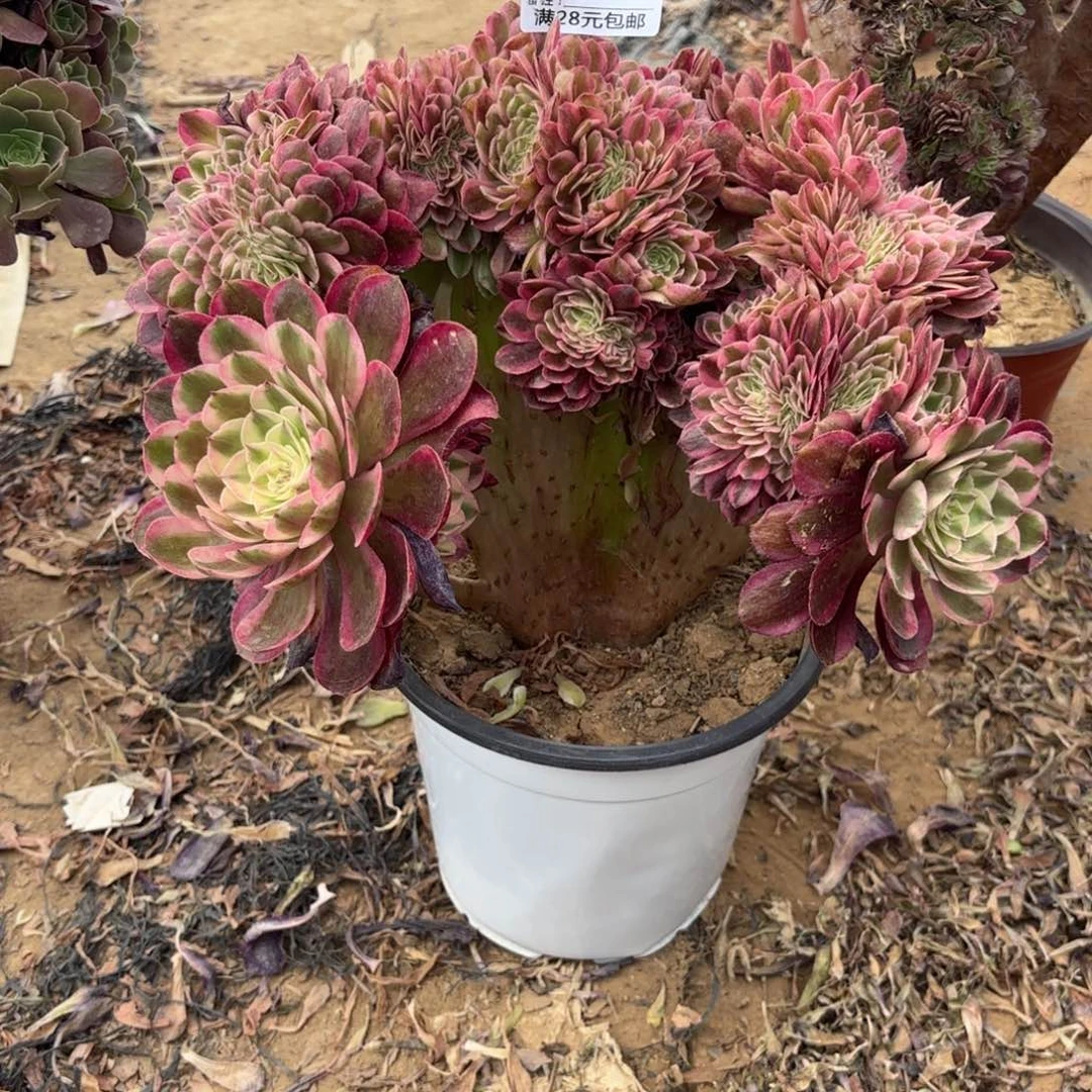 极*752倾城缀多肉植物
