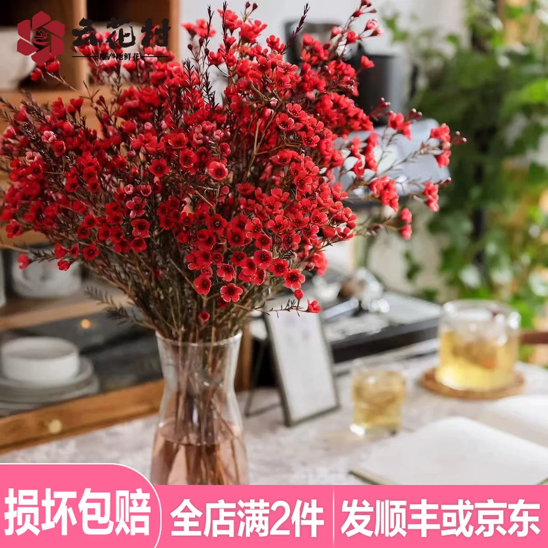 （超值福利）红色腊梅2扎 包邮【1单中通 2单顺丰或京东】（吸色）