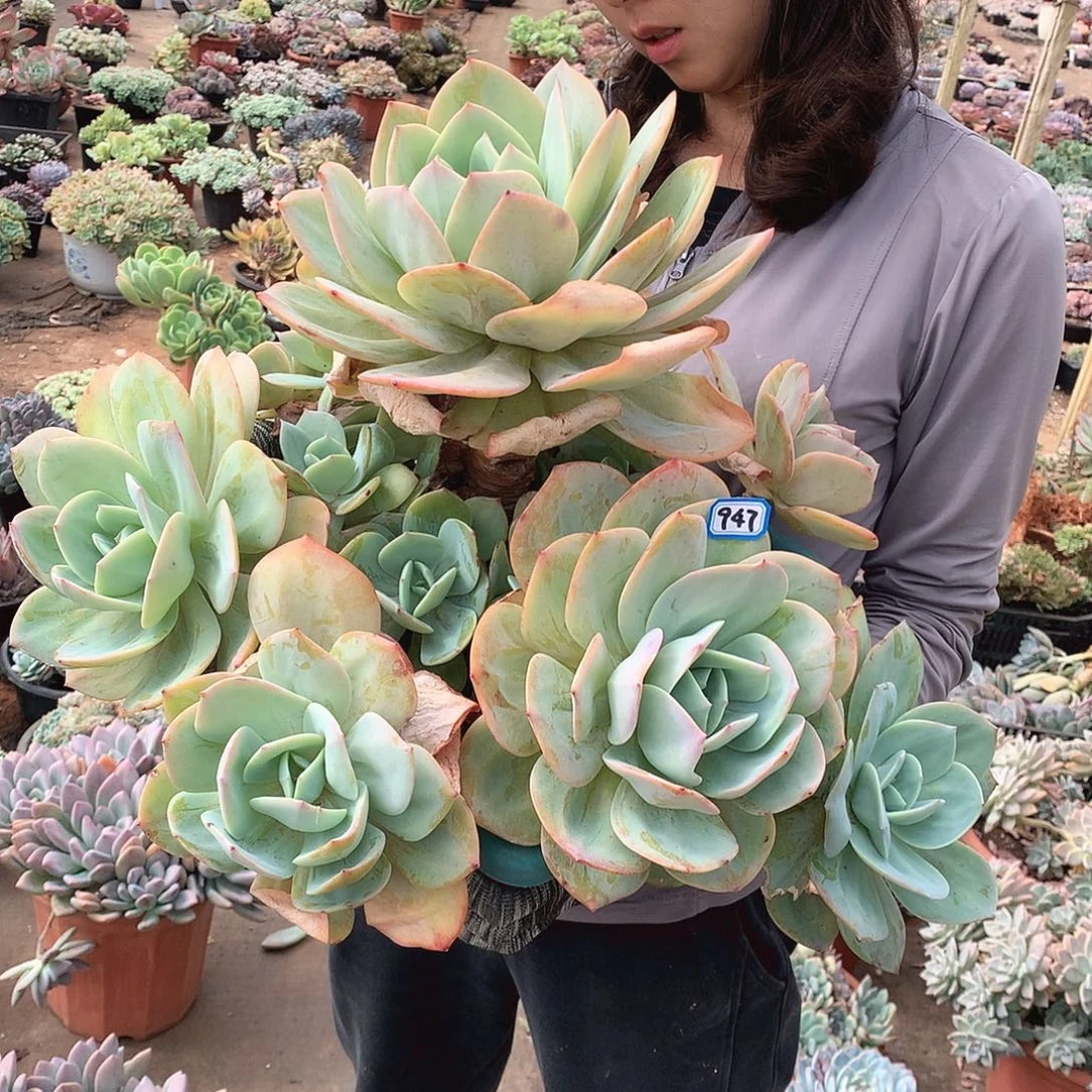 947凤 一物一拍多肉