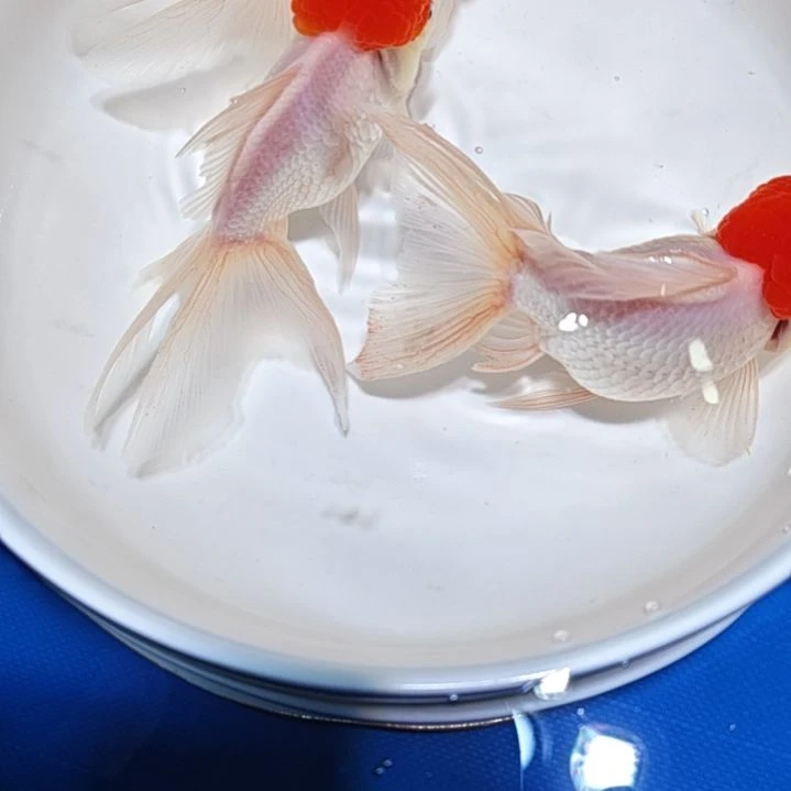 延***店海水鱼一二三四五六七八