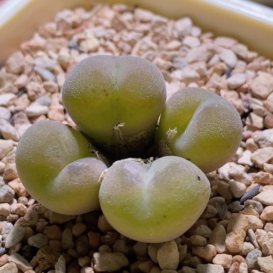 带暗纹的空卡好看好看