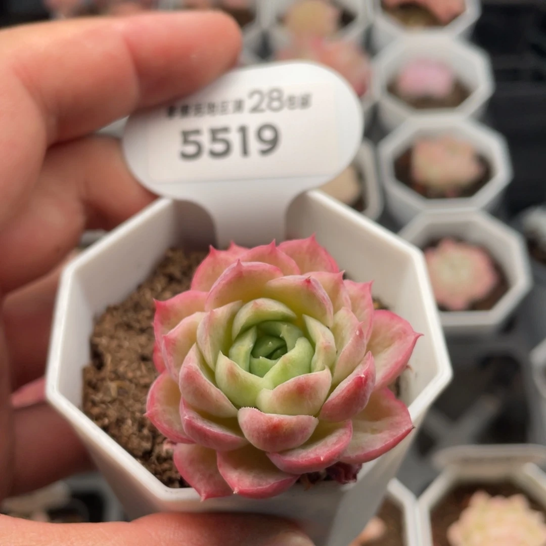 酸橙辣椒5519-4.5厘米