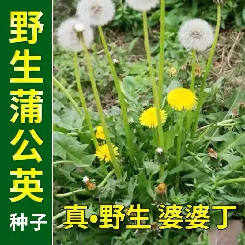 山东沂蒙山特产野生蒲公英婆婆丁，时令现挖现发，炒茶涮火锅炒菜