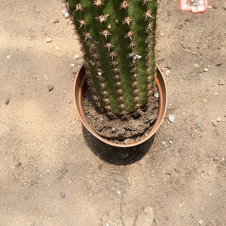 清仓瑕疵干巴北极星2567899