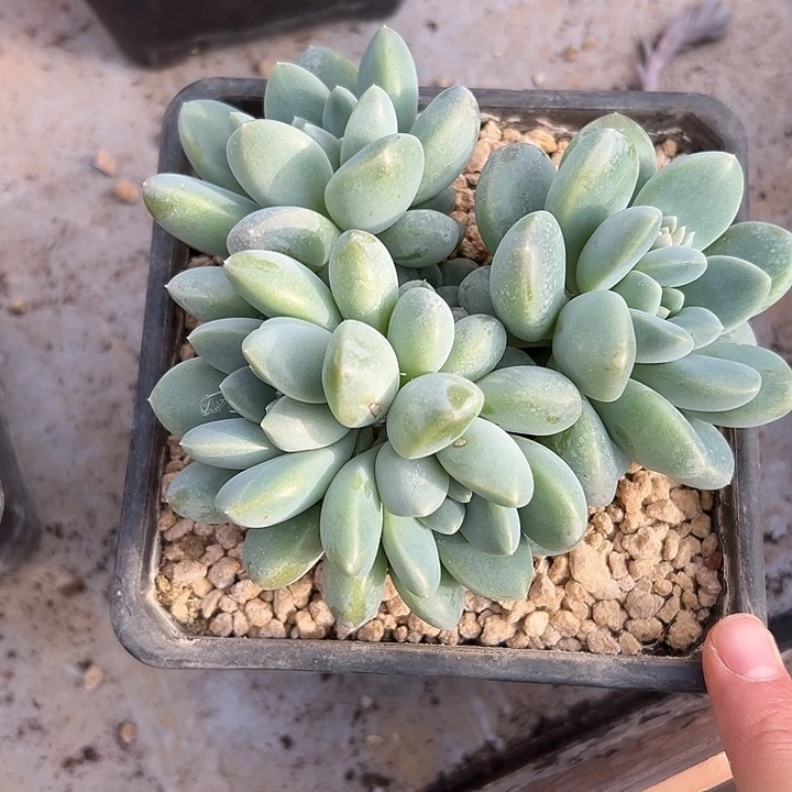 叶插奶糖群生多头