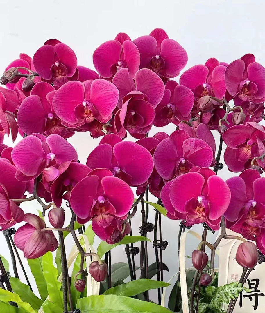 【红梅】欧品蝴蝶兰 稀有色系 小众品种 高端花卉 花期长 耐养
