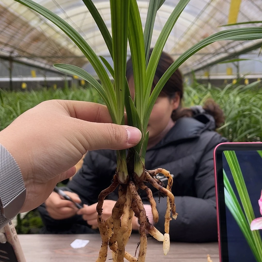 宏***豆学林荷一发二壮苗