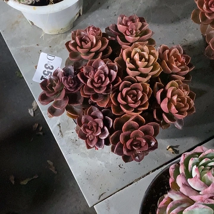 陈***蛙351巧克力方砖多肉植物