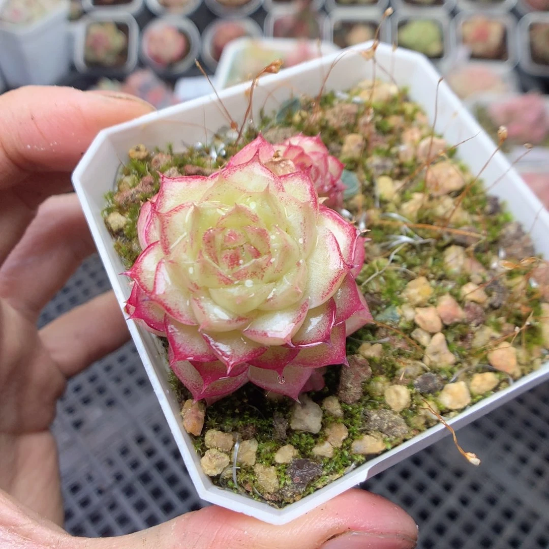 无花朵S51 yyyyytt