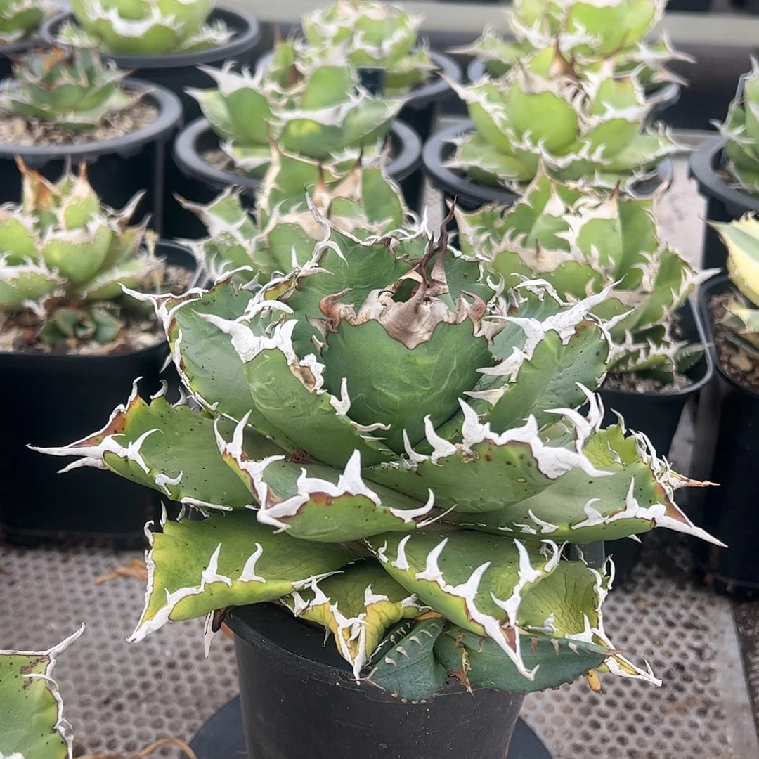 夕映龙舌兰仁王冠