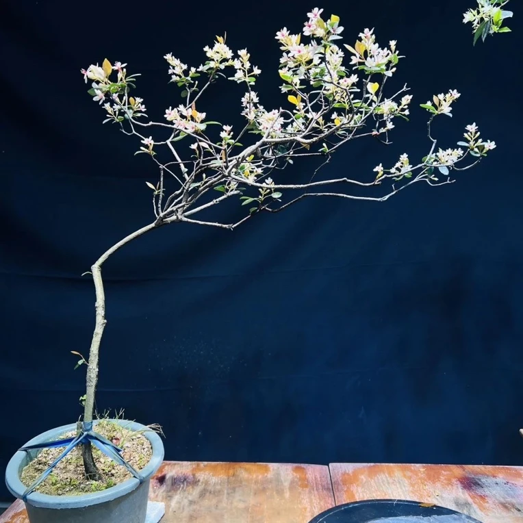 【一物一拍】海岛春花盆景绿植熟桩栀子花盆景老桩绿植茶台室内造景
