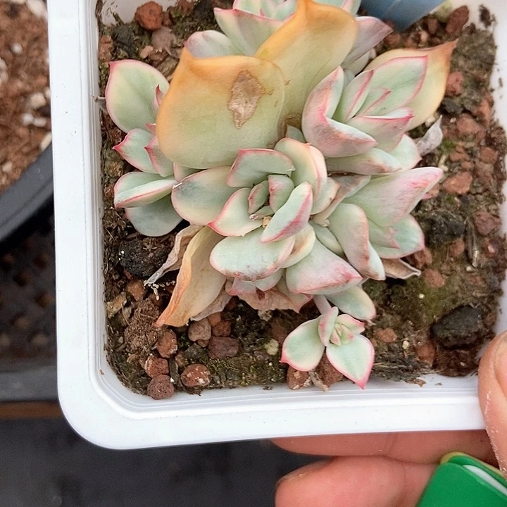 多肉植物月光女神锦6071