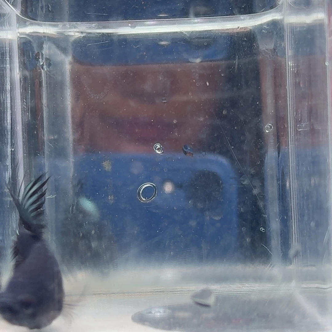 斗鱼泰国斗鱼直播192