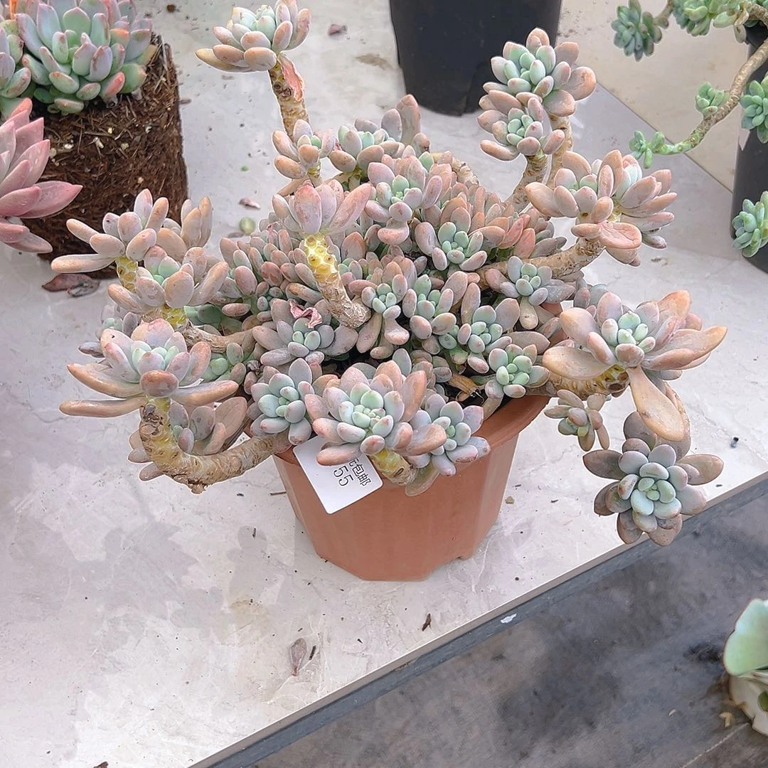 刚***见1755洛神多肉植物多肉