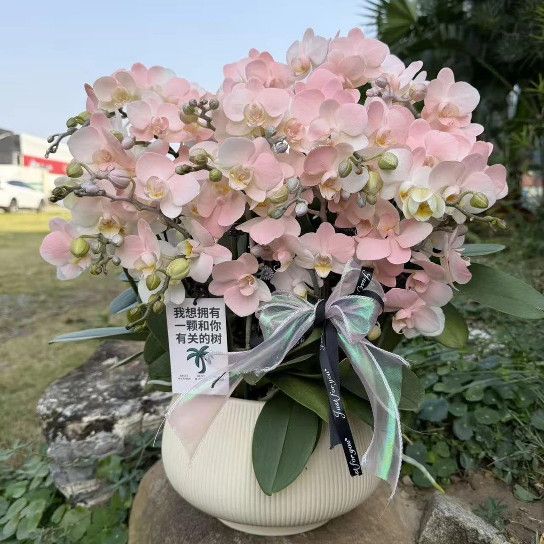 蝴蝶兰 《小白兔》稀缺小众品种 梦幻粉色系 真花 稀缺工艺植物上色