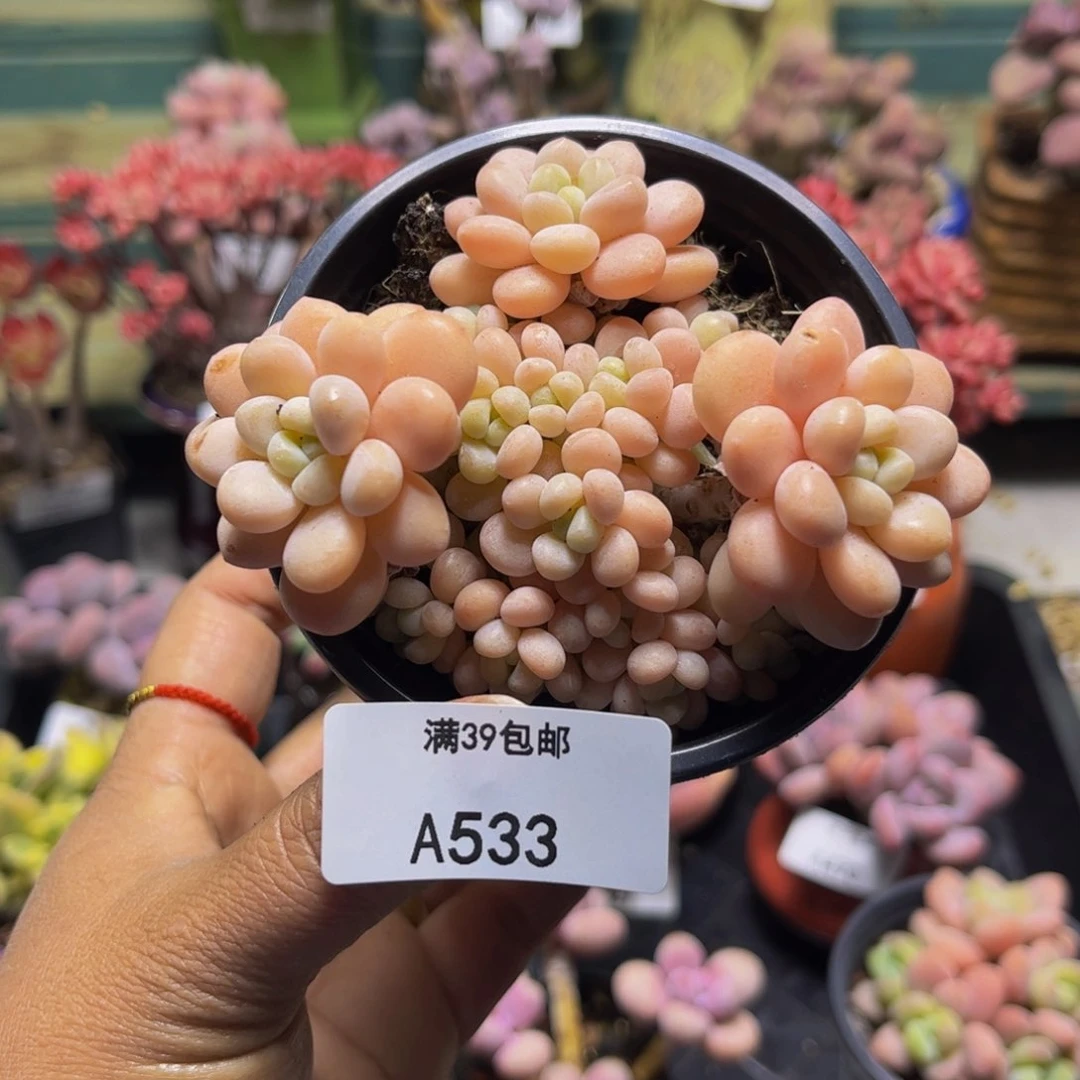 洛可可533/8cm多肉