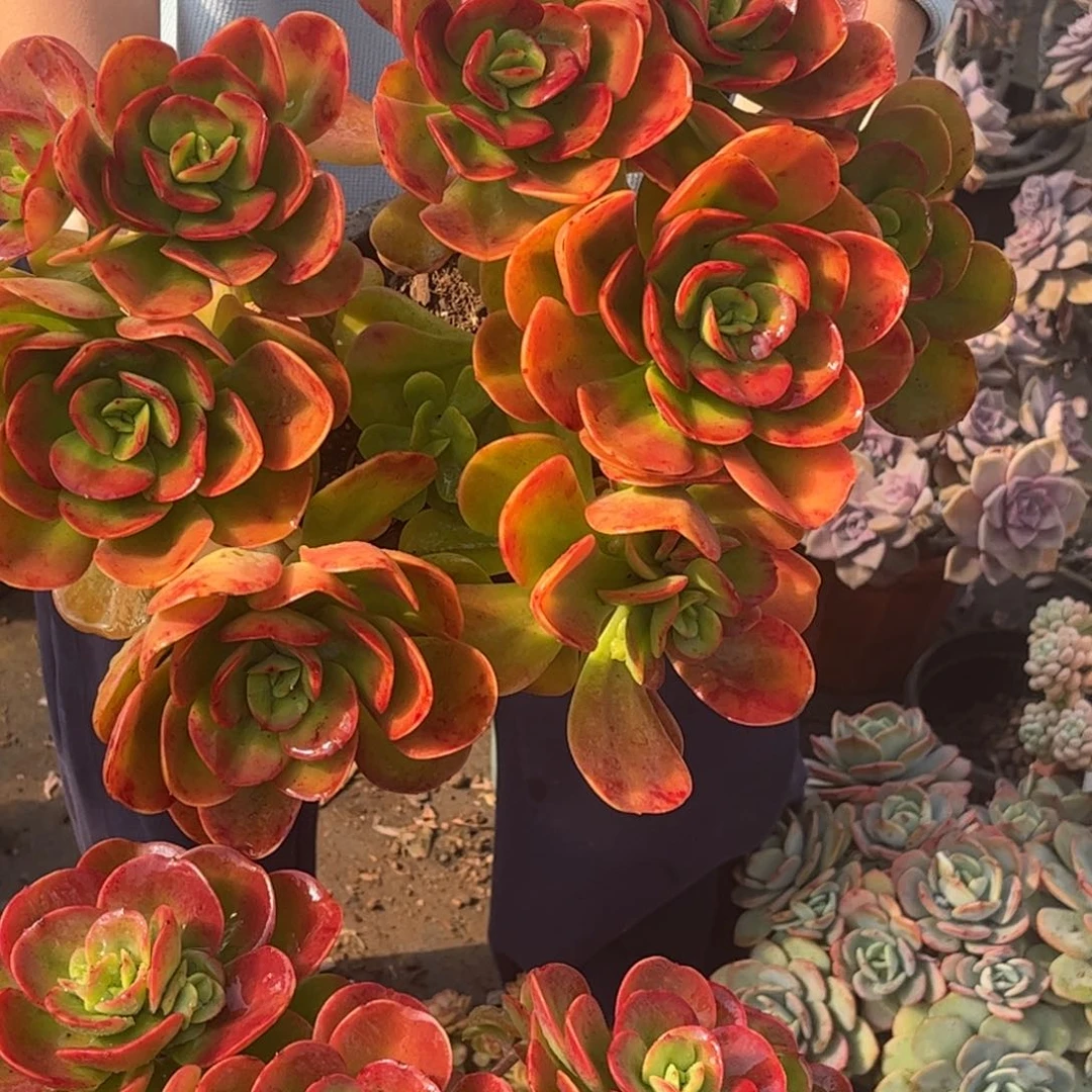 大红梅一颗一单包邮发货