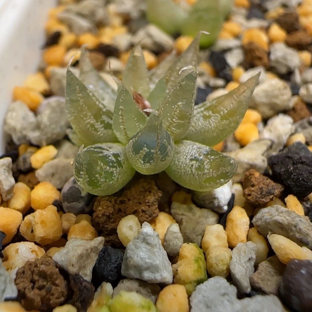 洛丽塔多肉植物一颗