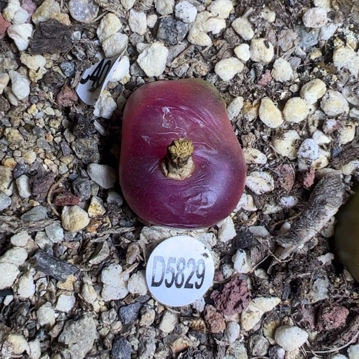 D5829 几何超红222222