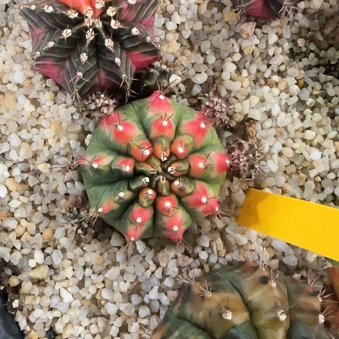 L727-0104泰国发货 安娜红龙