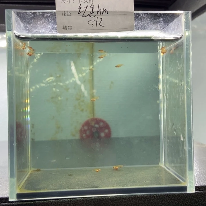 斗鱼包活不包损所见即所得298