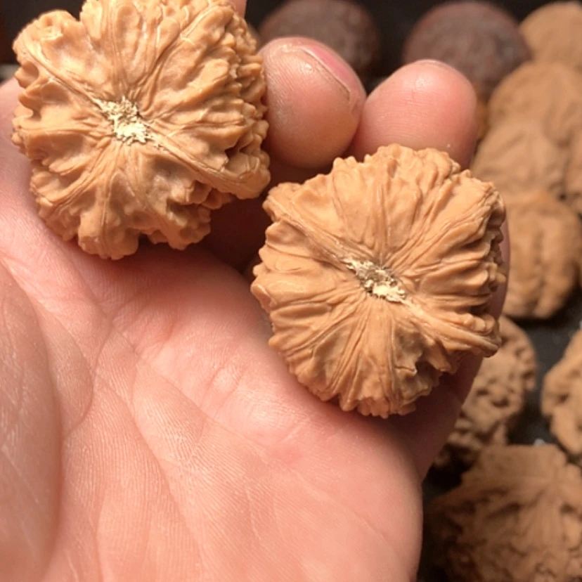 【闪购商品】野生卧