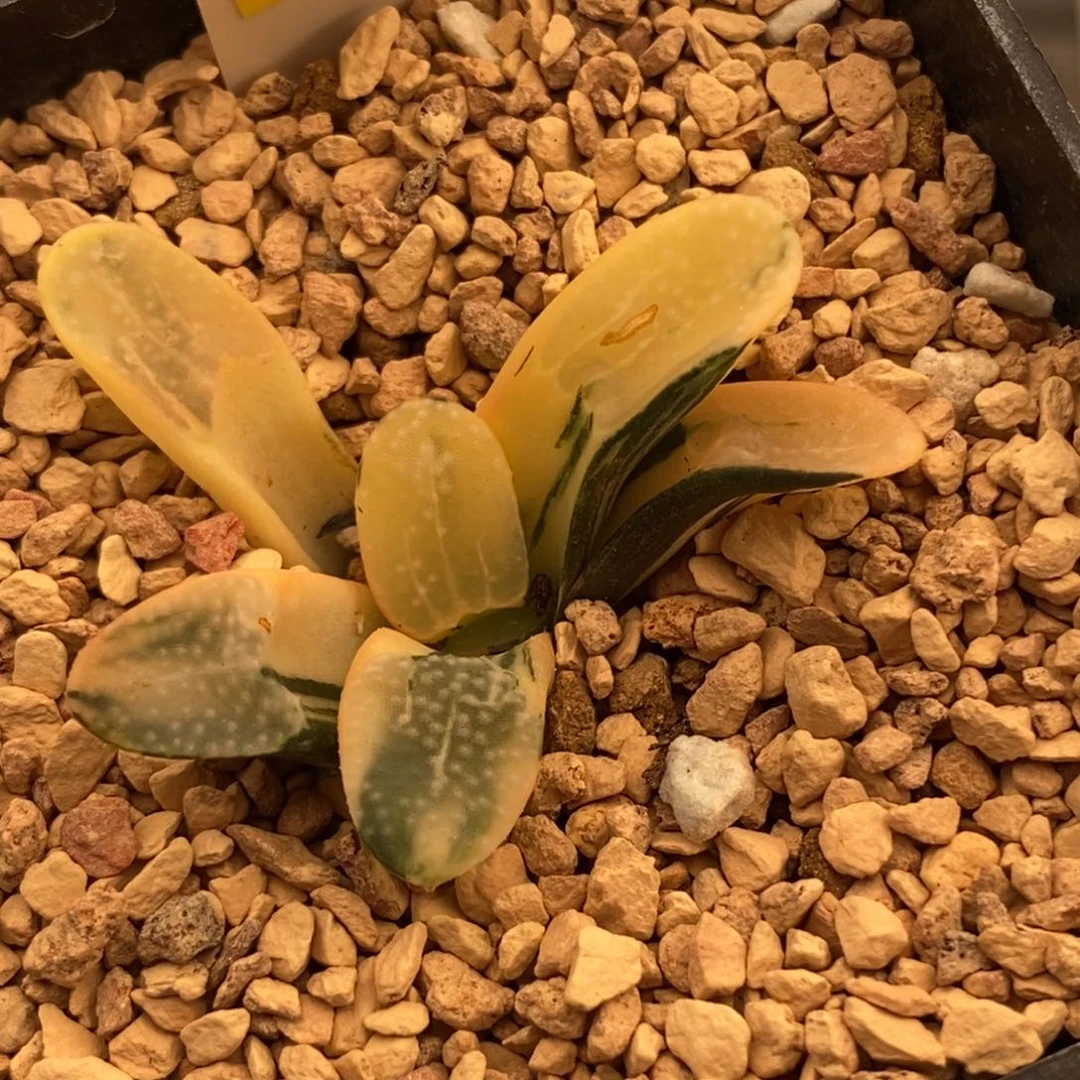 454点点寿多肉植物