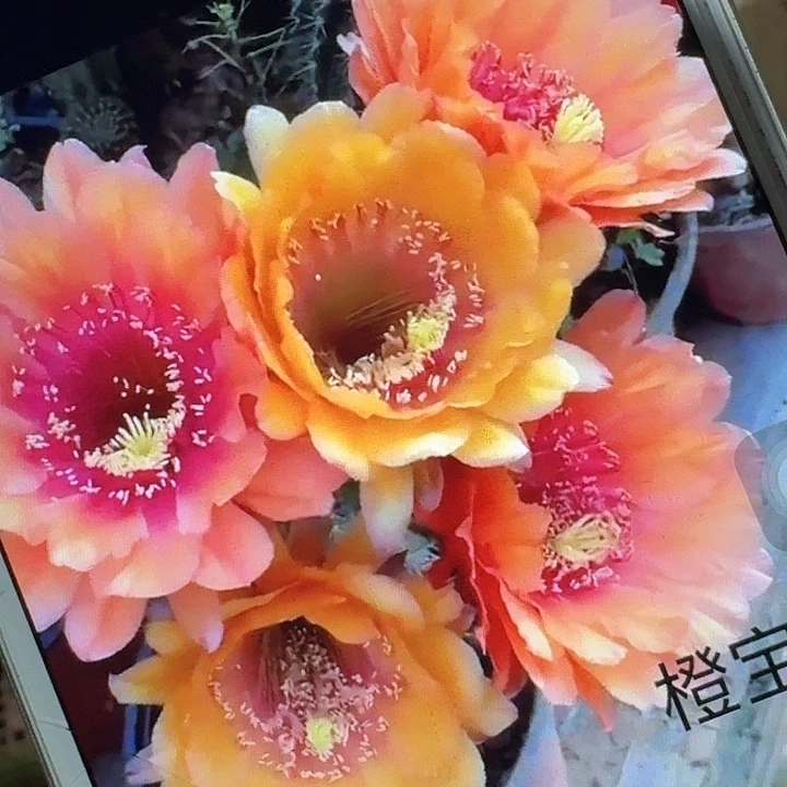 橙宝石带根7公分左右毛花柱