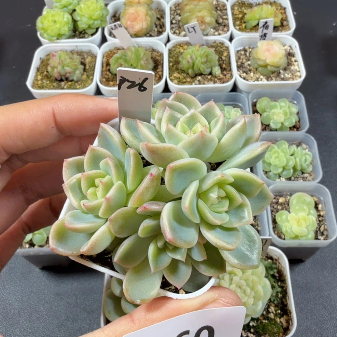 甜心26四头一物一拍160