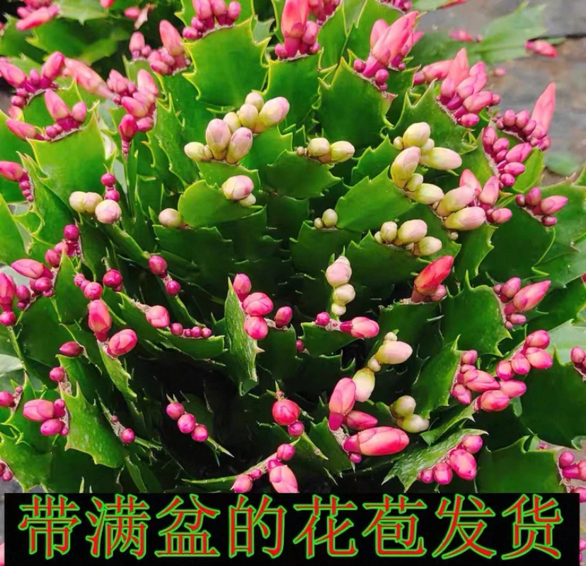 【混色双色18口径大苗】蟹爪兰大盆原盆原土带花苞整盆发货