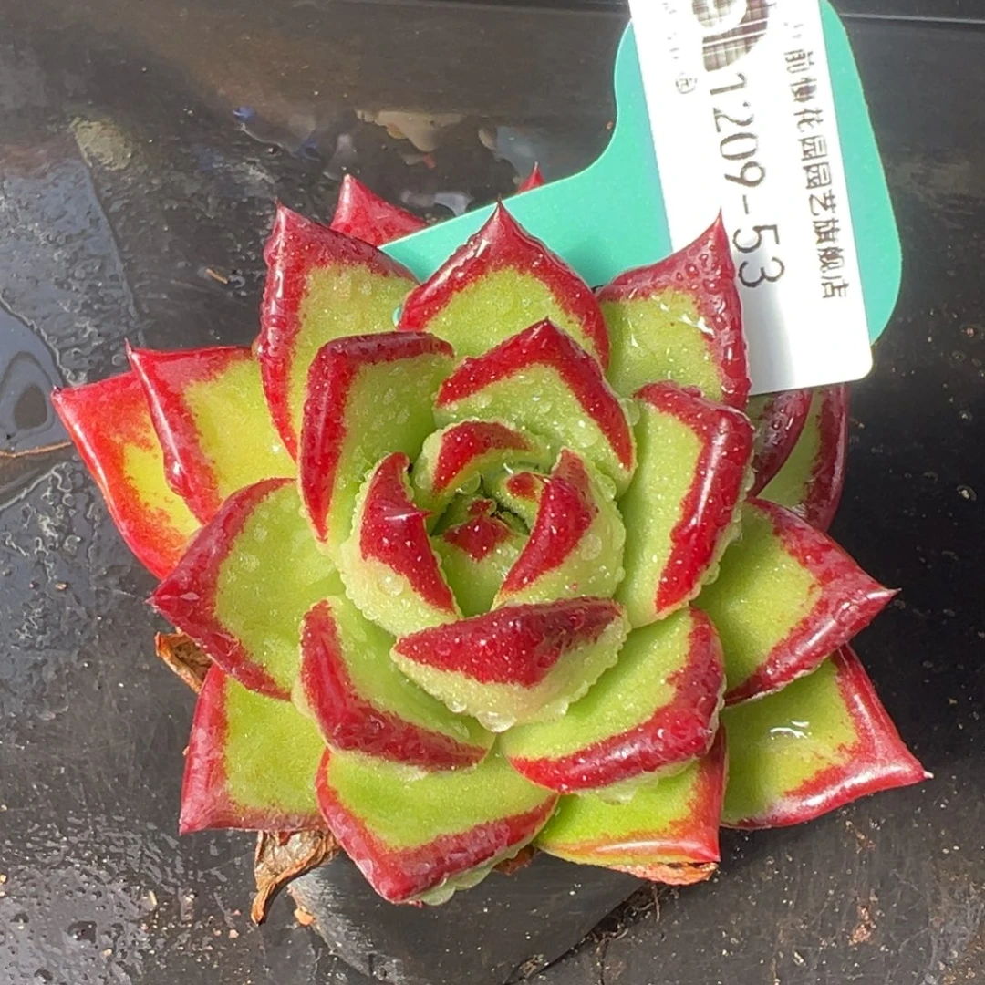从前慢花园多肉编号1209-53
