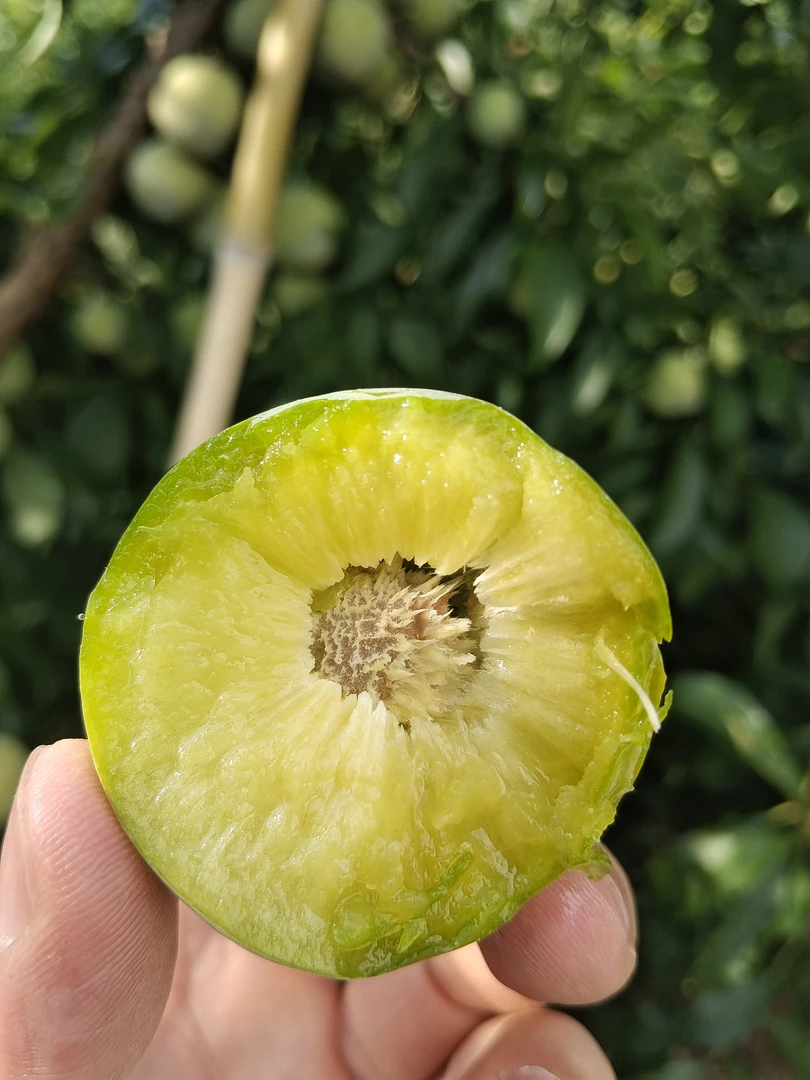 重庆开州脆脱骨李新鲜当季水果酸甜爽口现采发货