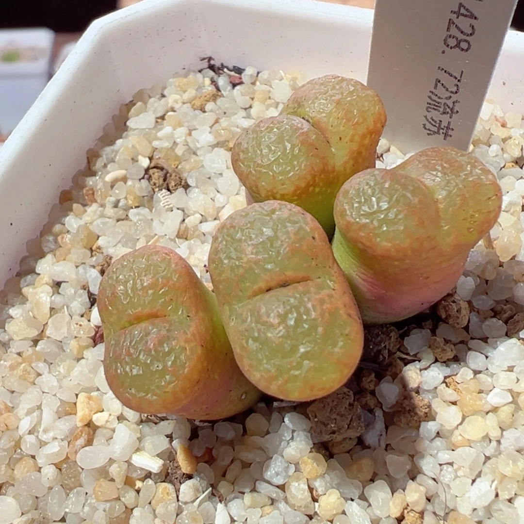 ʚ****ɞ213-674多肉流苏