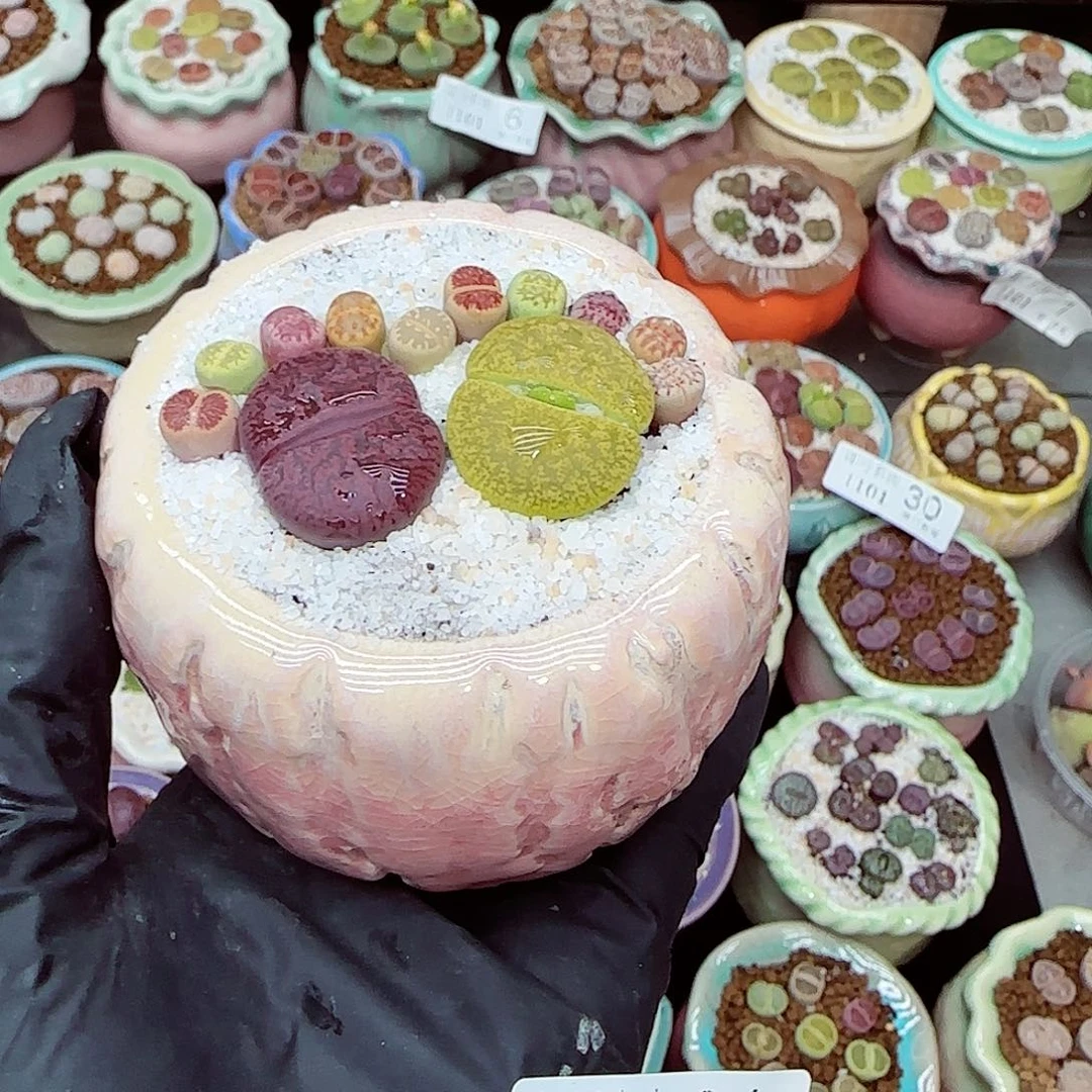 生石花满18包邮1101-31