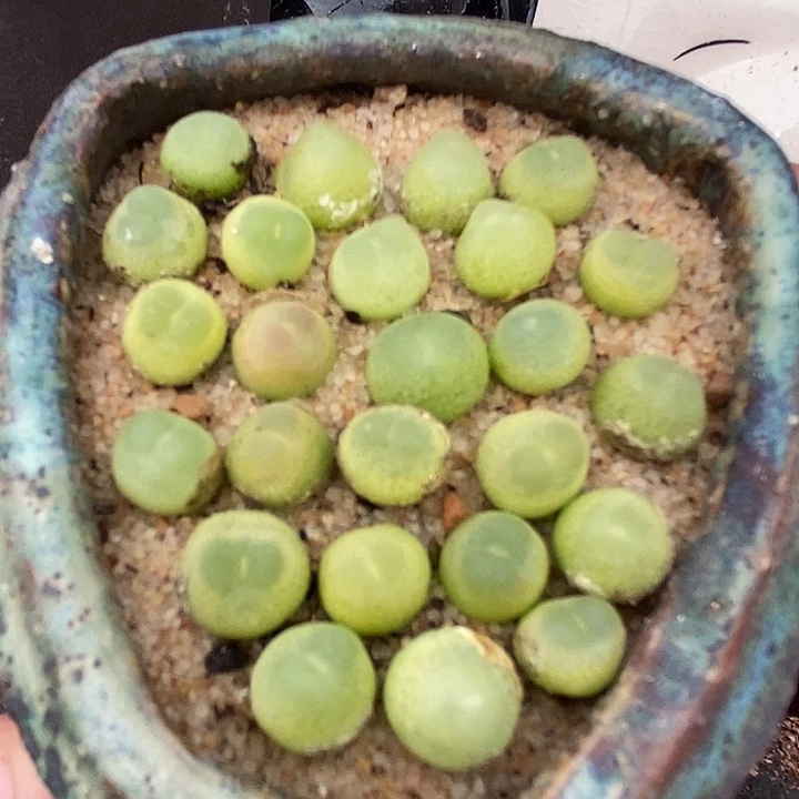 紫皮拉登一颗  0.6-0.8厘米