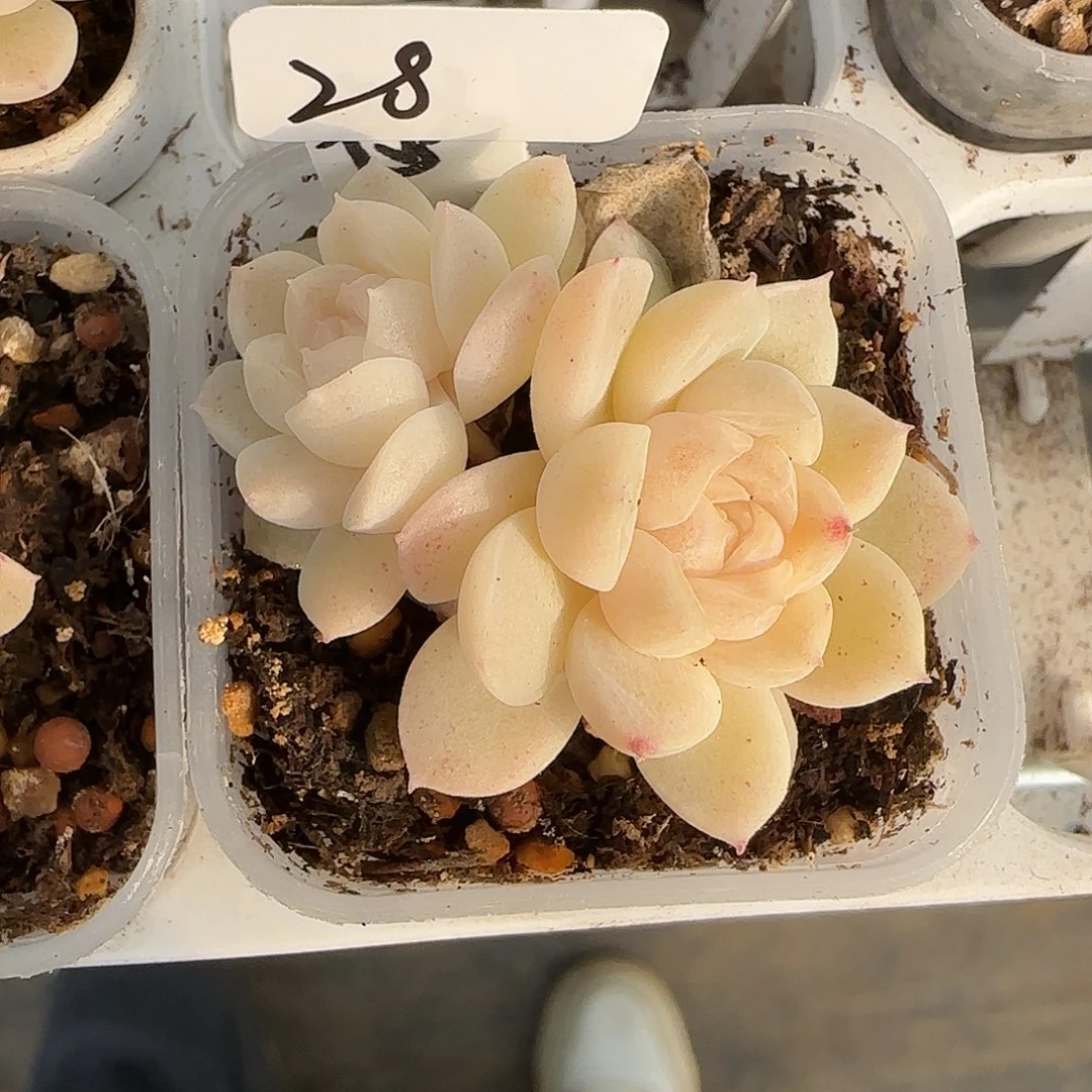 青***橘28开播福利甜心苍雪双头