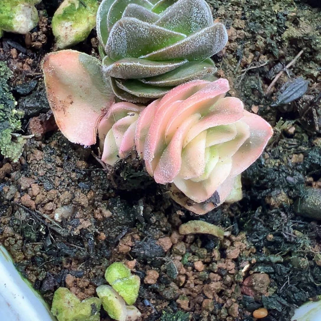 方塔锦 小方花圃一单包邮非偏远