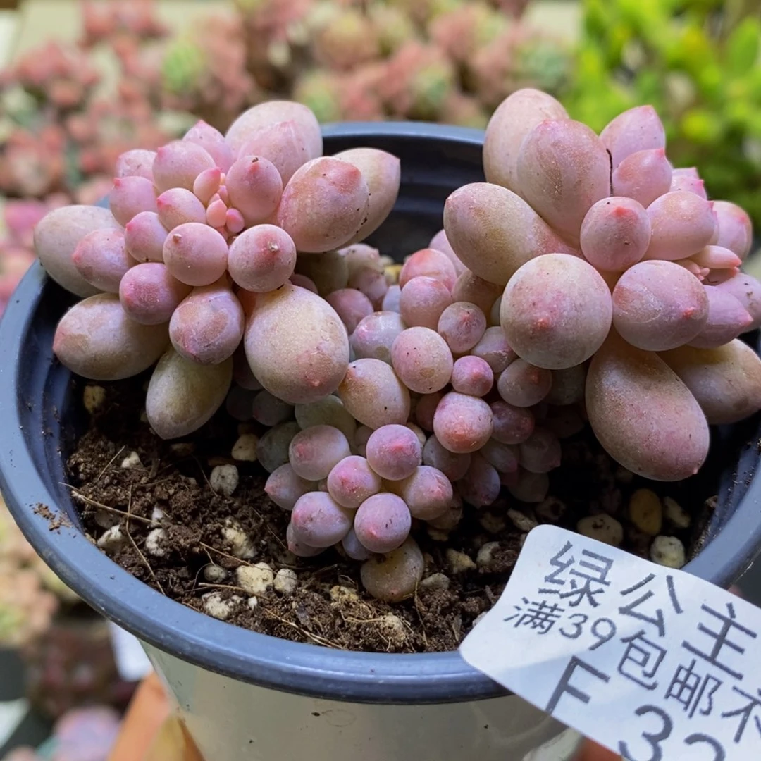 324香水手指8cm多肉