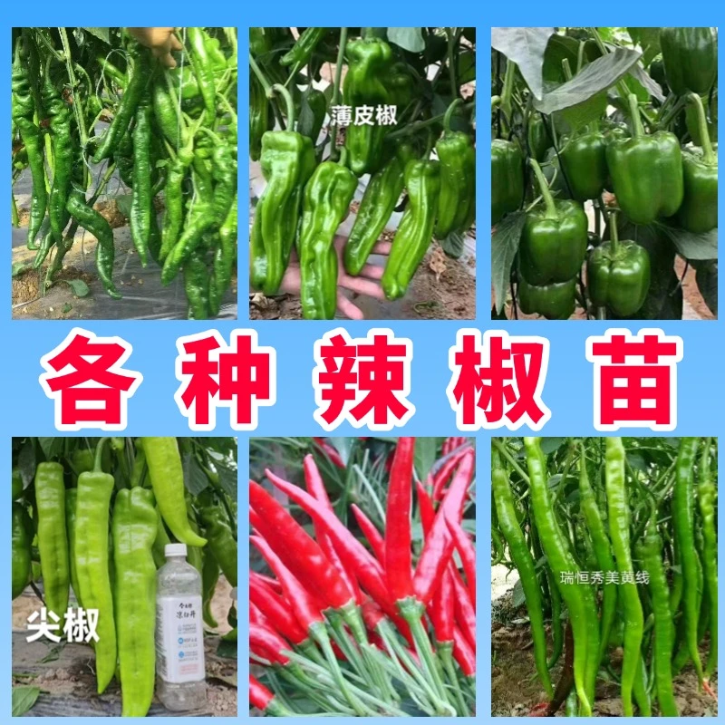 辣椒苗辣椒苗大果螺丝椒种籽批发四季辣椒苗螺丝辣子螺丝椒包邮