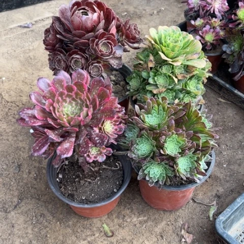 227多肉植物脱土发货