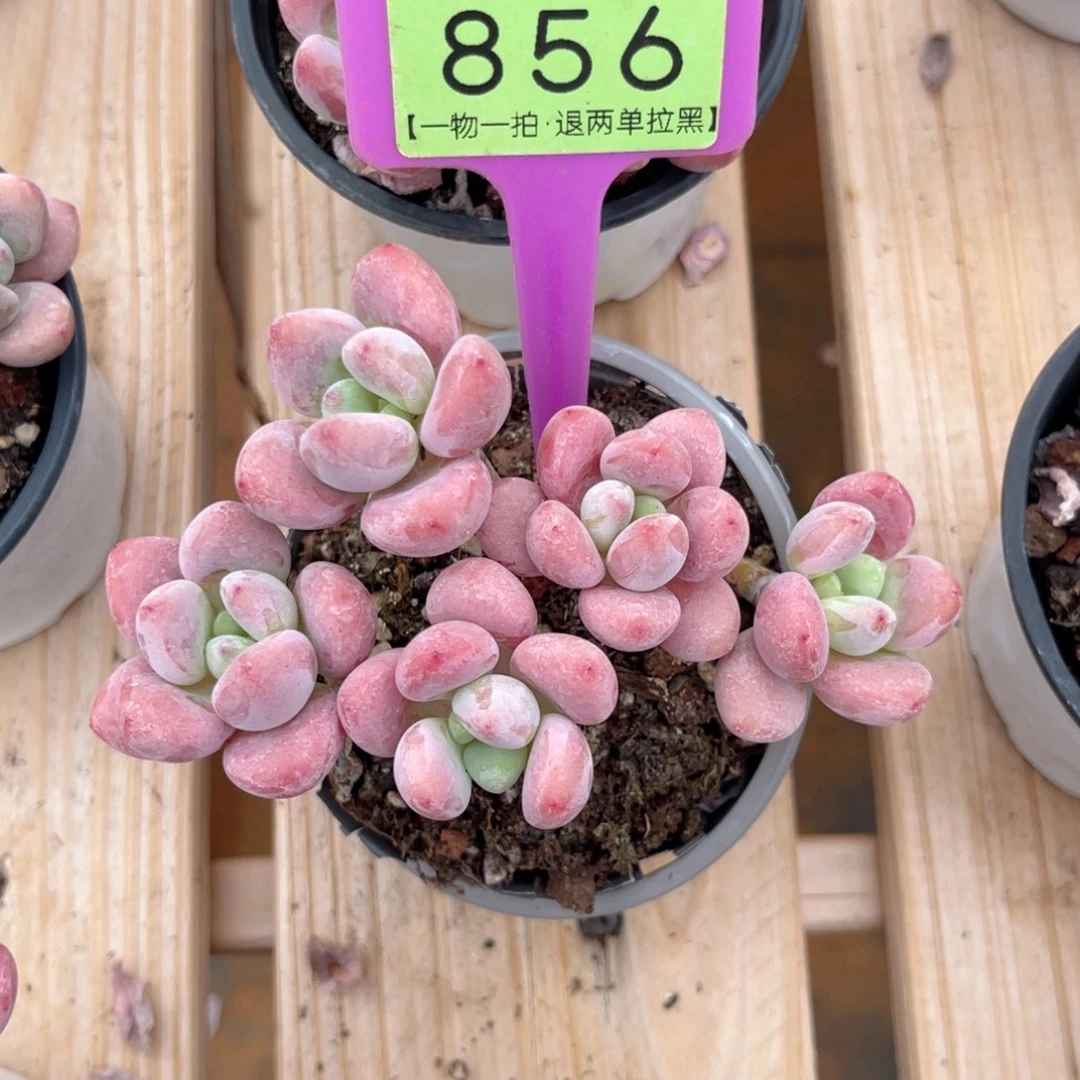 云尘多肉一物一拍856，
