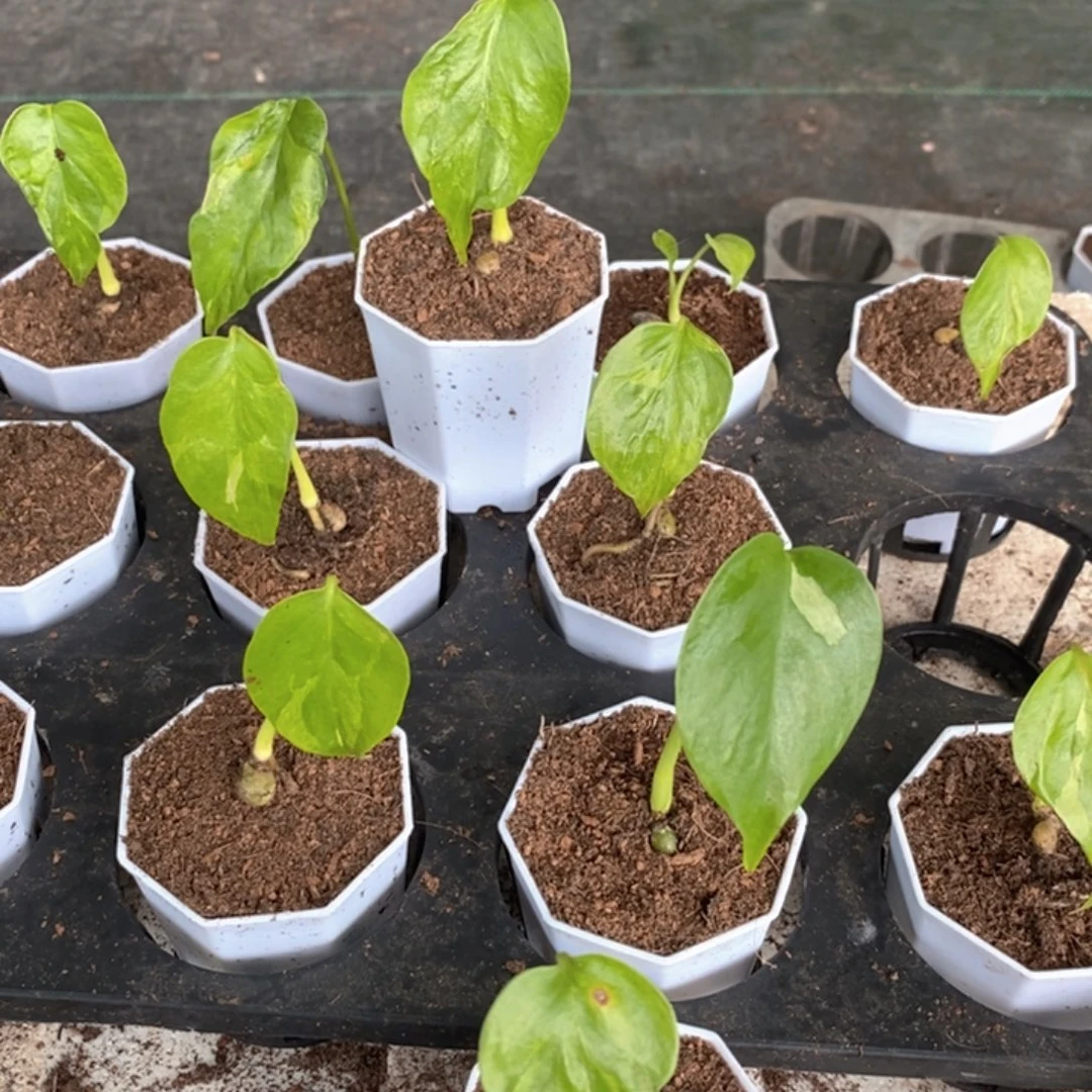 完全开放运费补拍